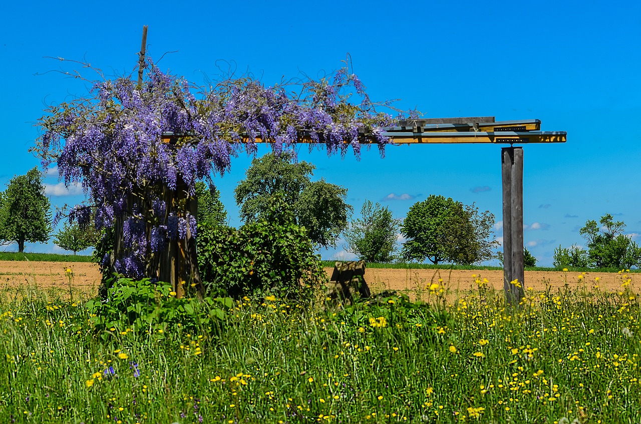 garden lilac meadow free photo