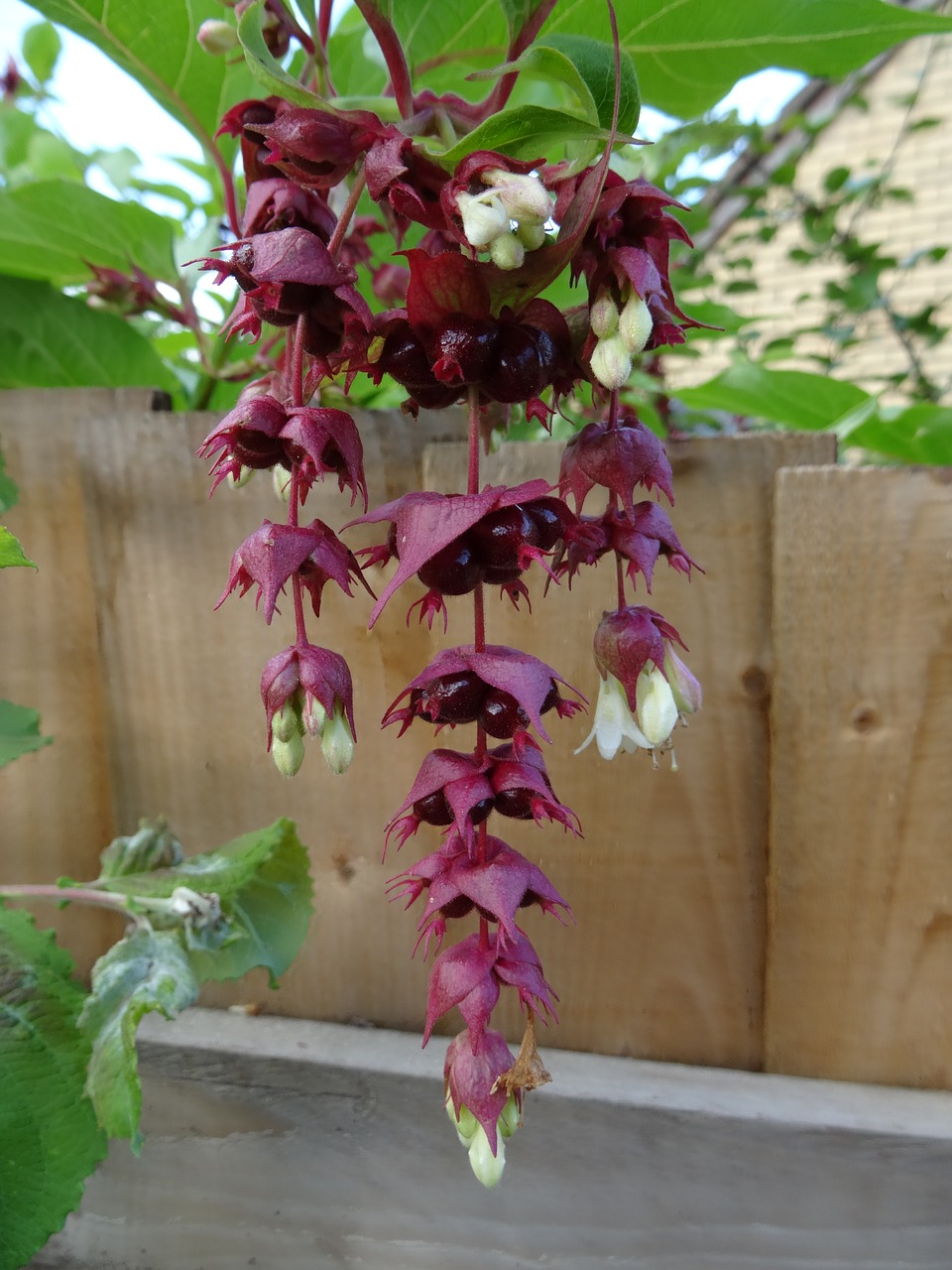 flower fuschia herefordshire free photo