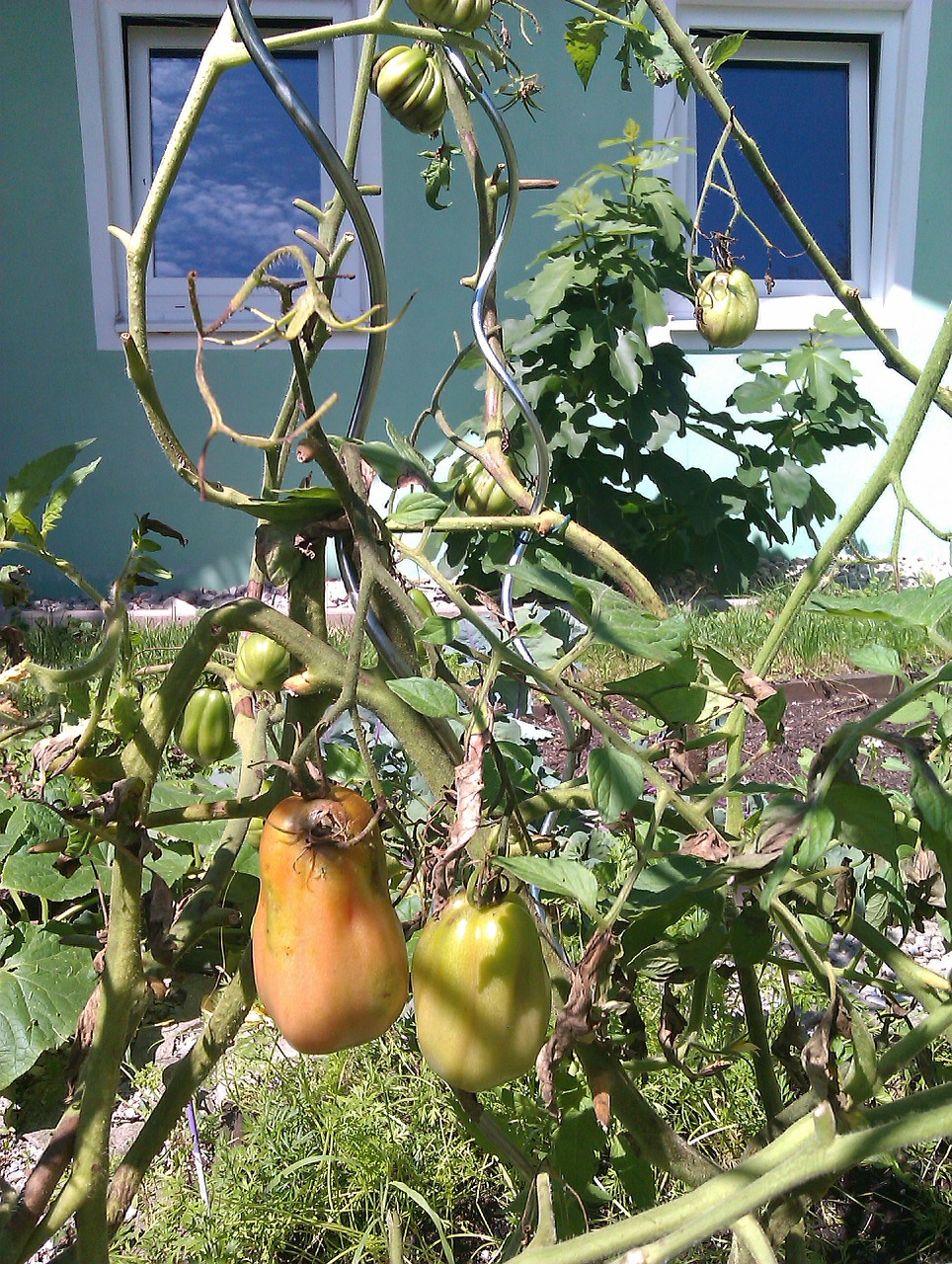 garden will tomatoes free photo