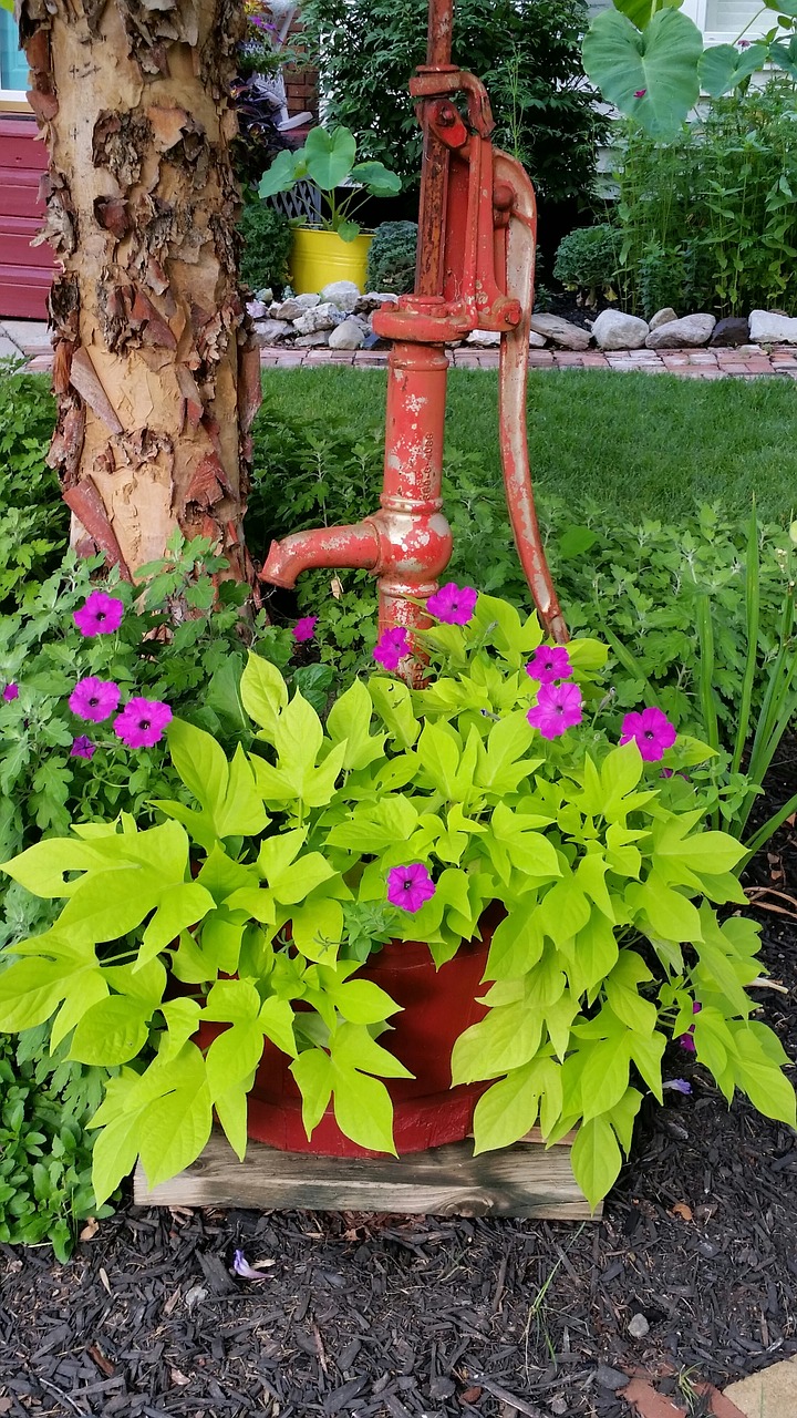 garden red pump sweet potato vine free photo