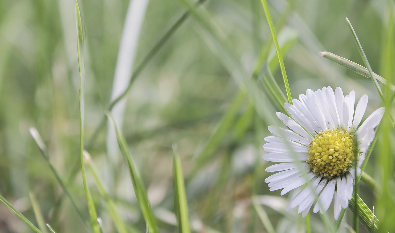 garden flower summer free photo