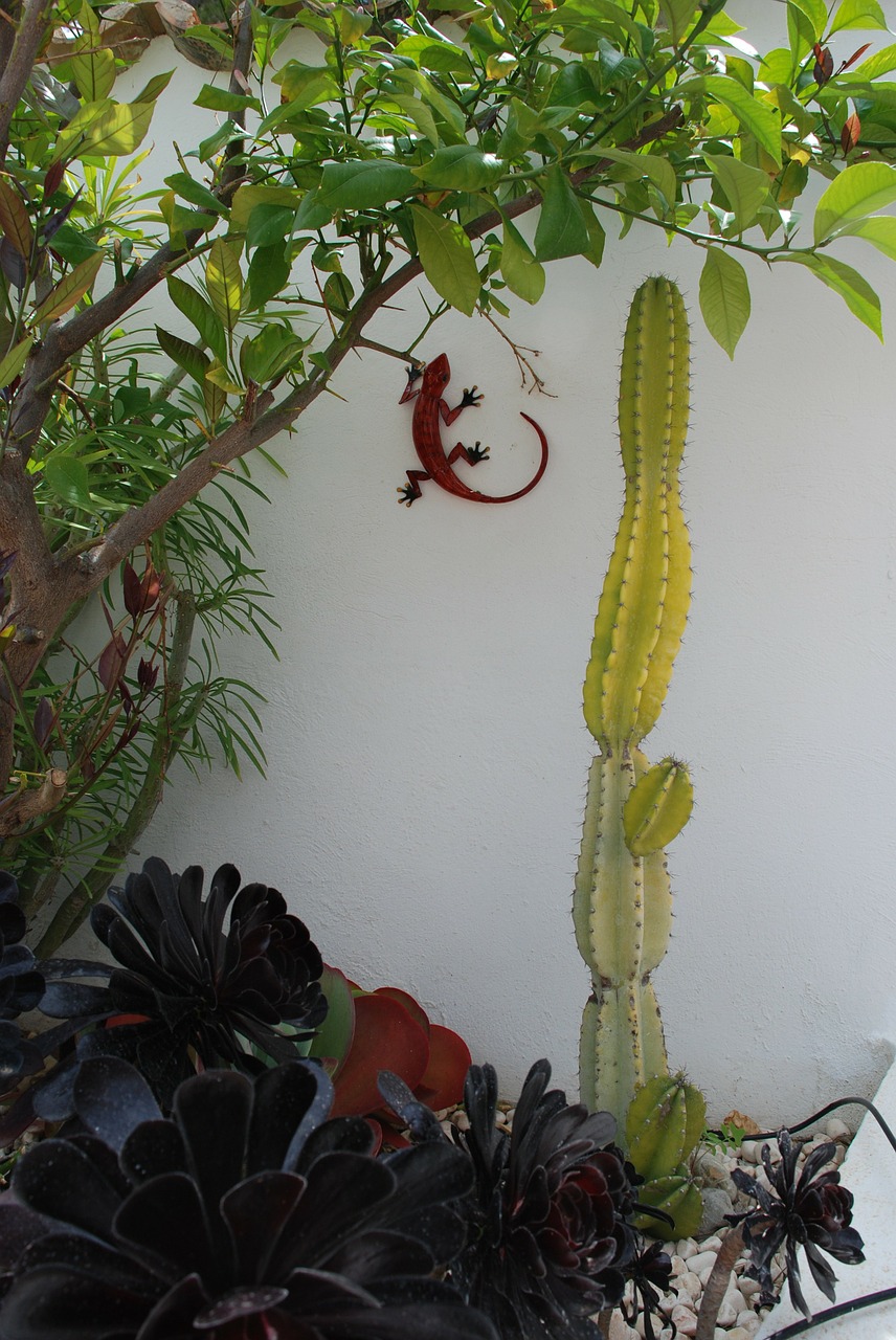 garden cactus courtyard free photo