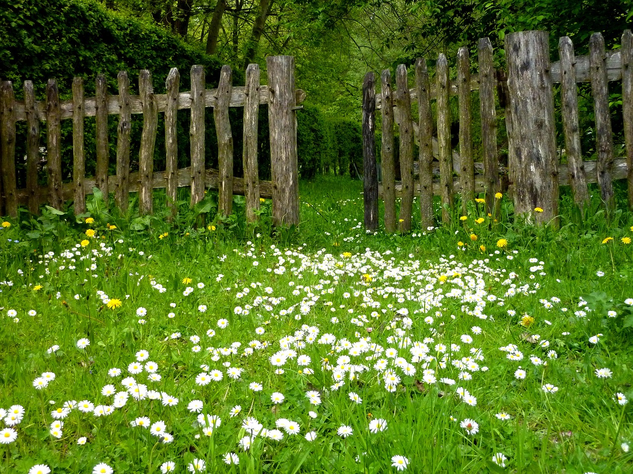 garden meadow fence free photo