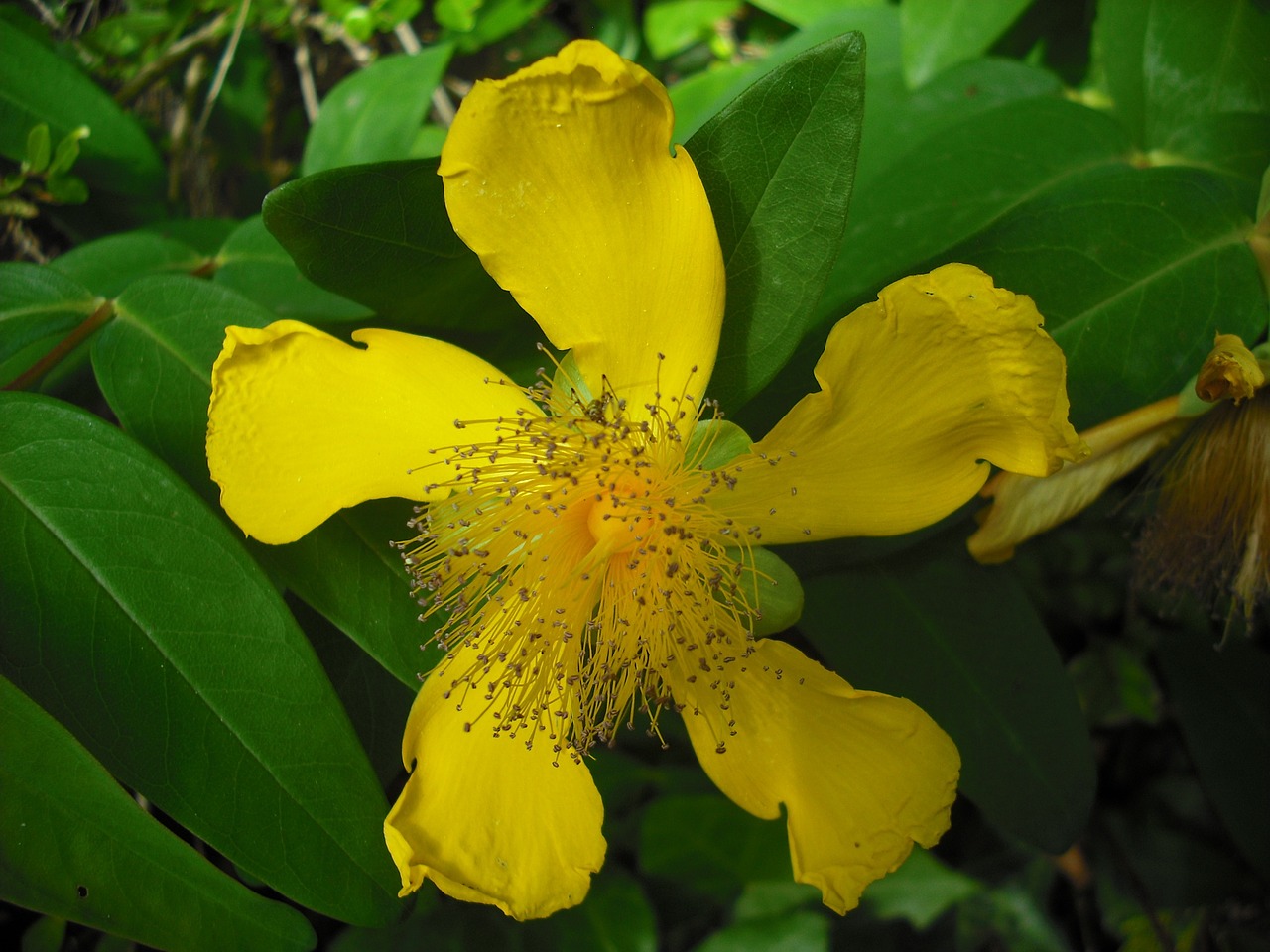 garden flowers nature free photo