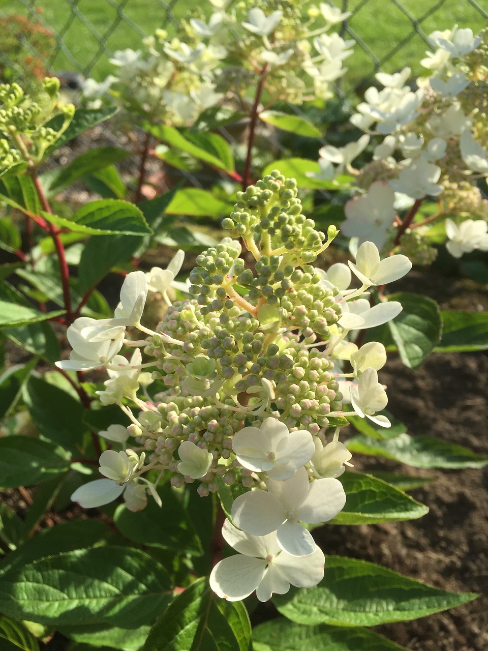 garden summer hydrangea free photo