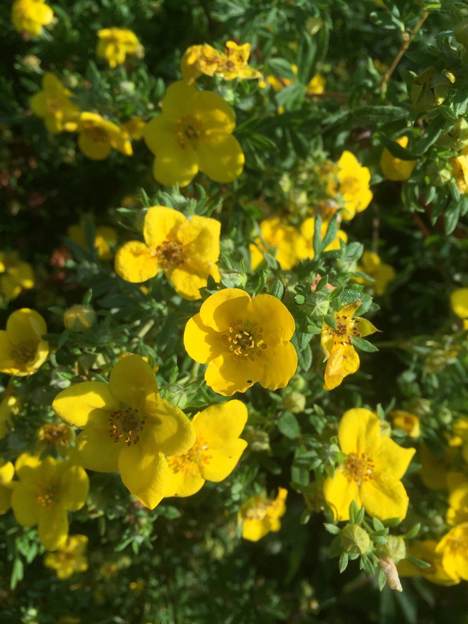 garden summer flowers free photo