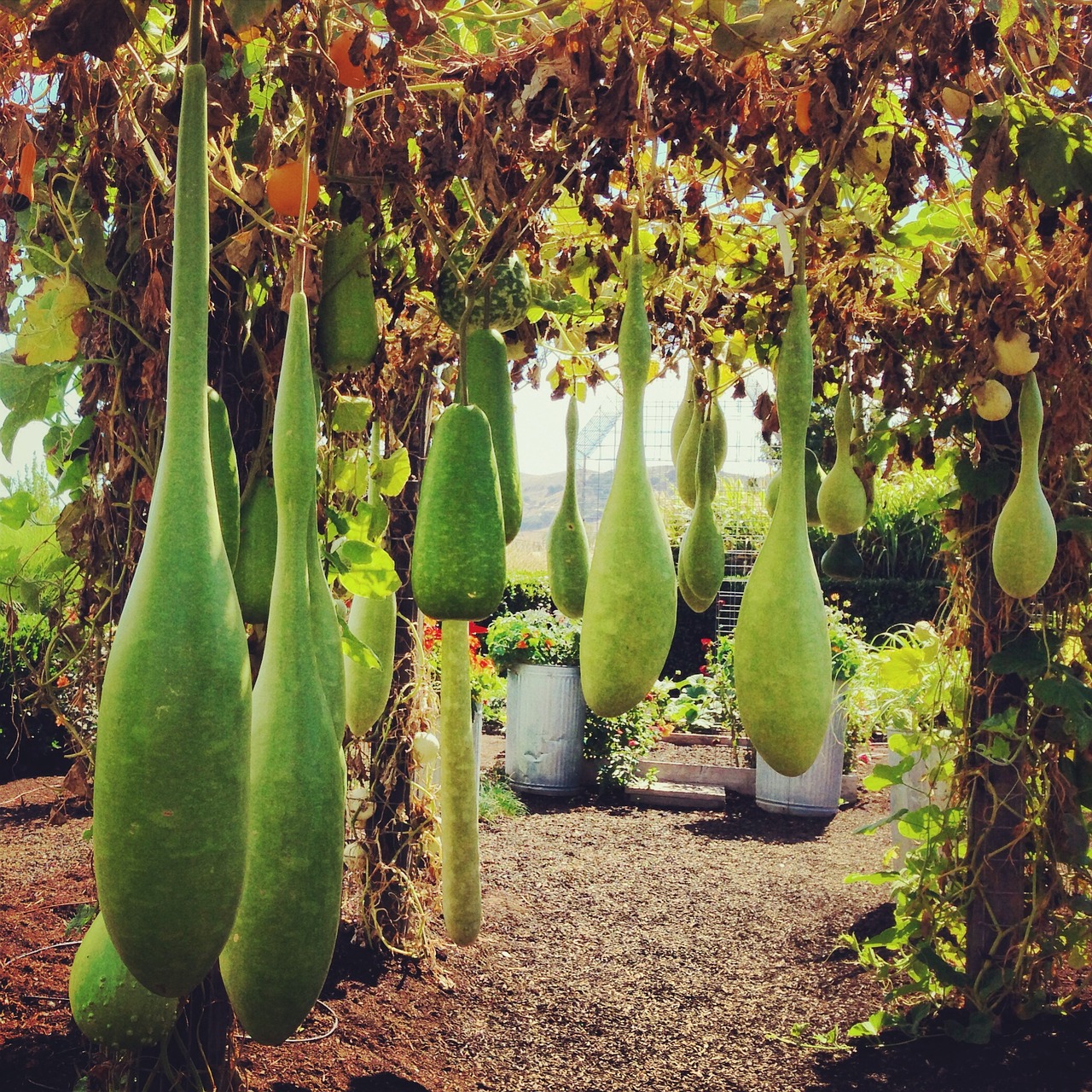 garden plant hanging free photo