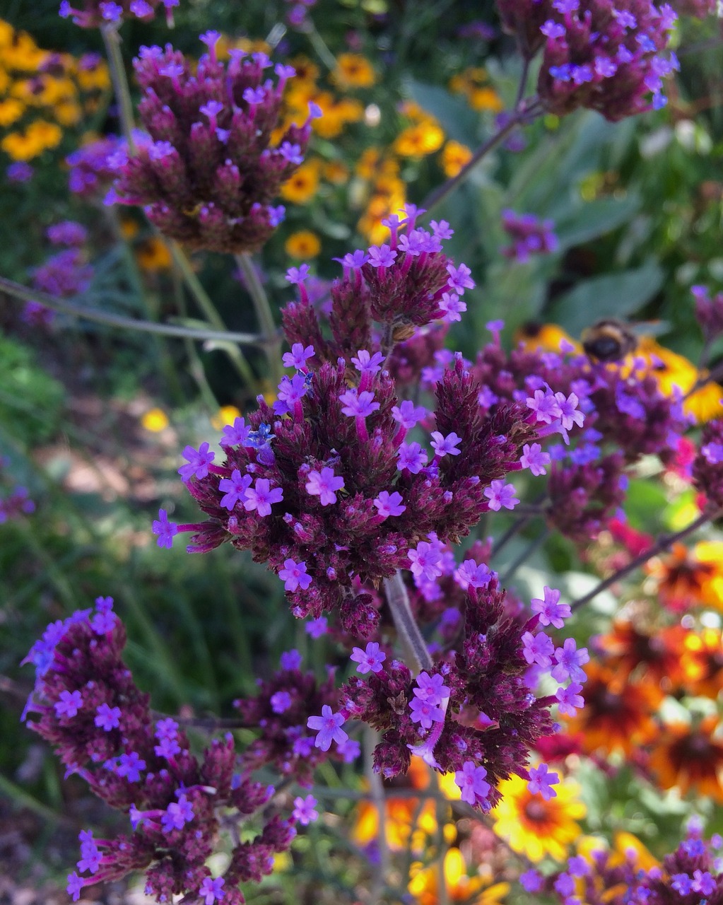 garden purple flowers yellow flowers free photo