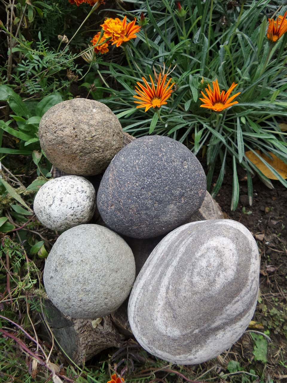 garden flowers stones free photo
