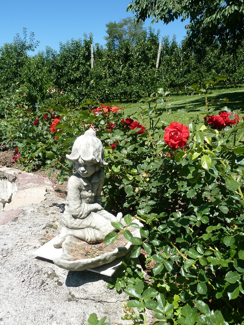 garden stone figure bed of roses free photo