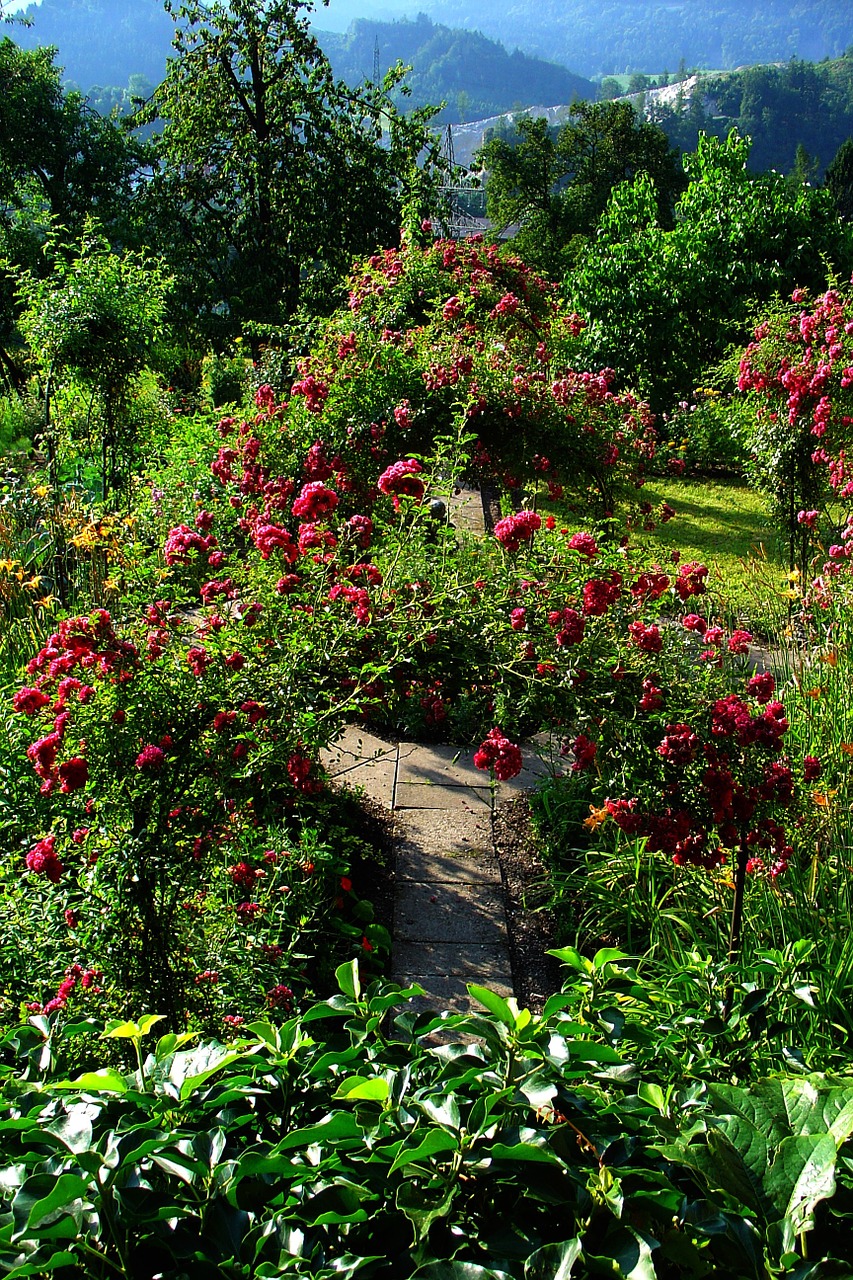 garden summer arch free photo