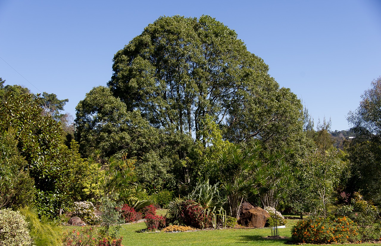 garden trees flowers free photo