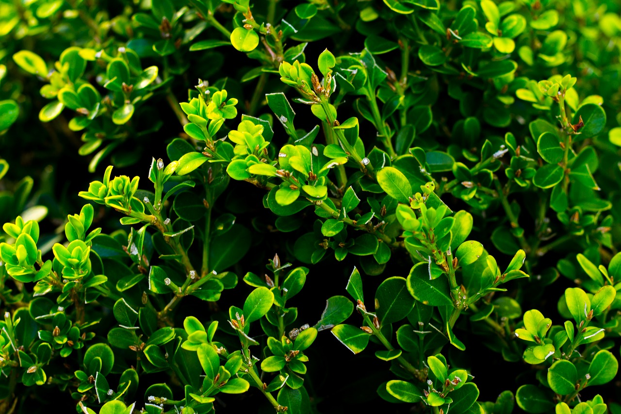 garden green leaves free photo