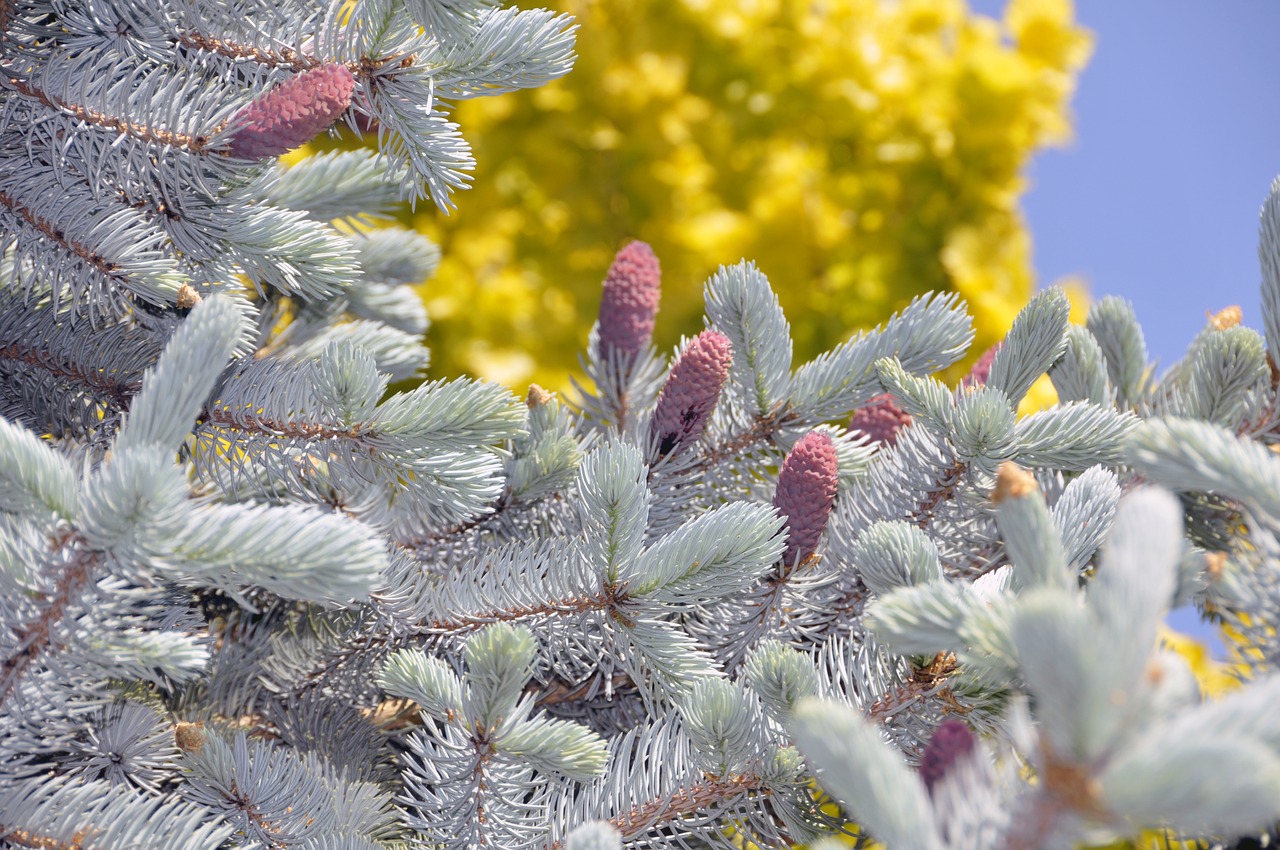 garden colors nature free photo