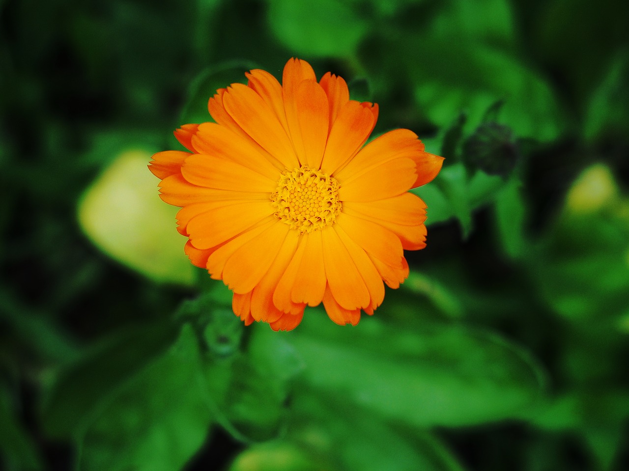 garden marigold summer flower free photo