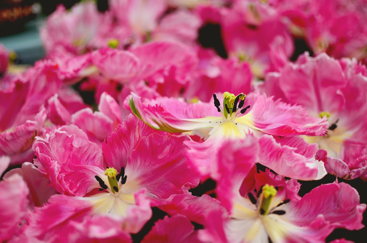 garden flower pink free photo