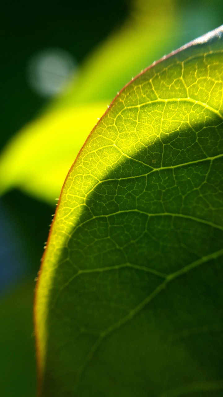 garden green green leaf free photo