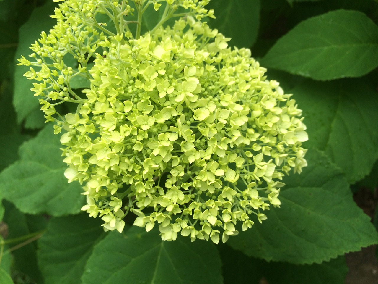 garden green hydrangea free photo