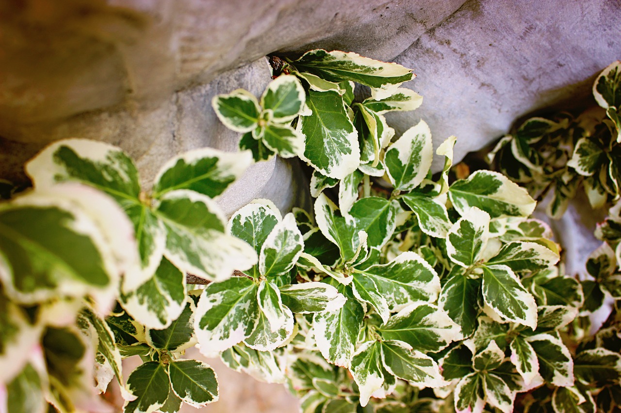 garden vine autumn free photo