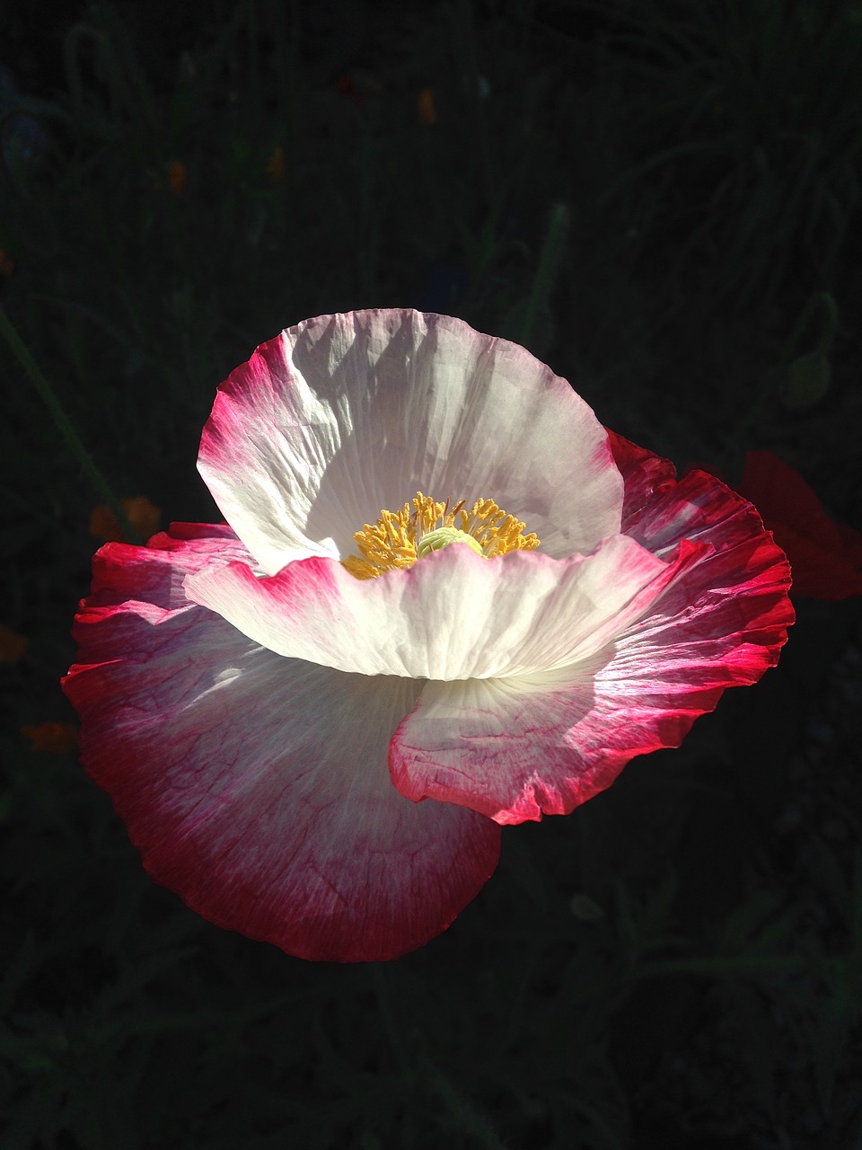 garden flowers poppy free photo