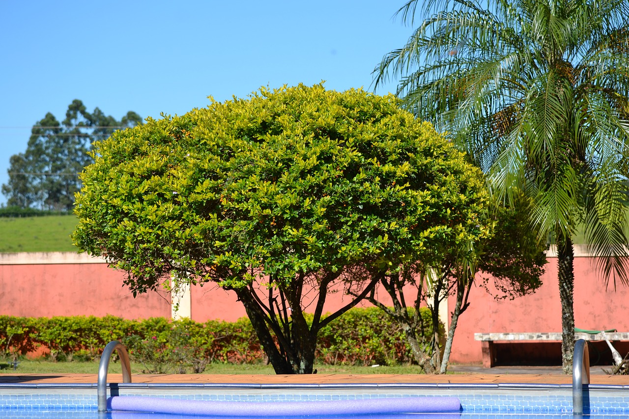 garden tree plant free photo