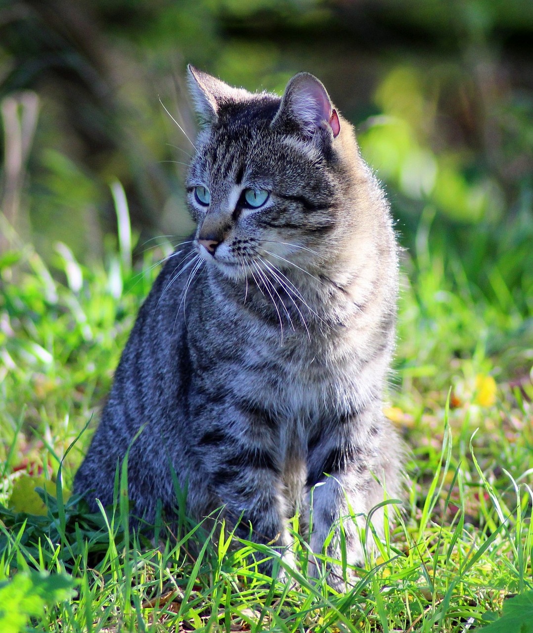 garden cat feline free photo