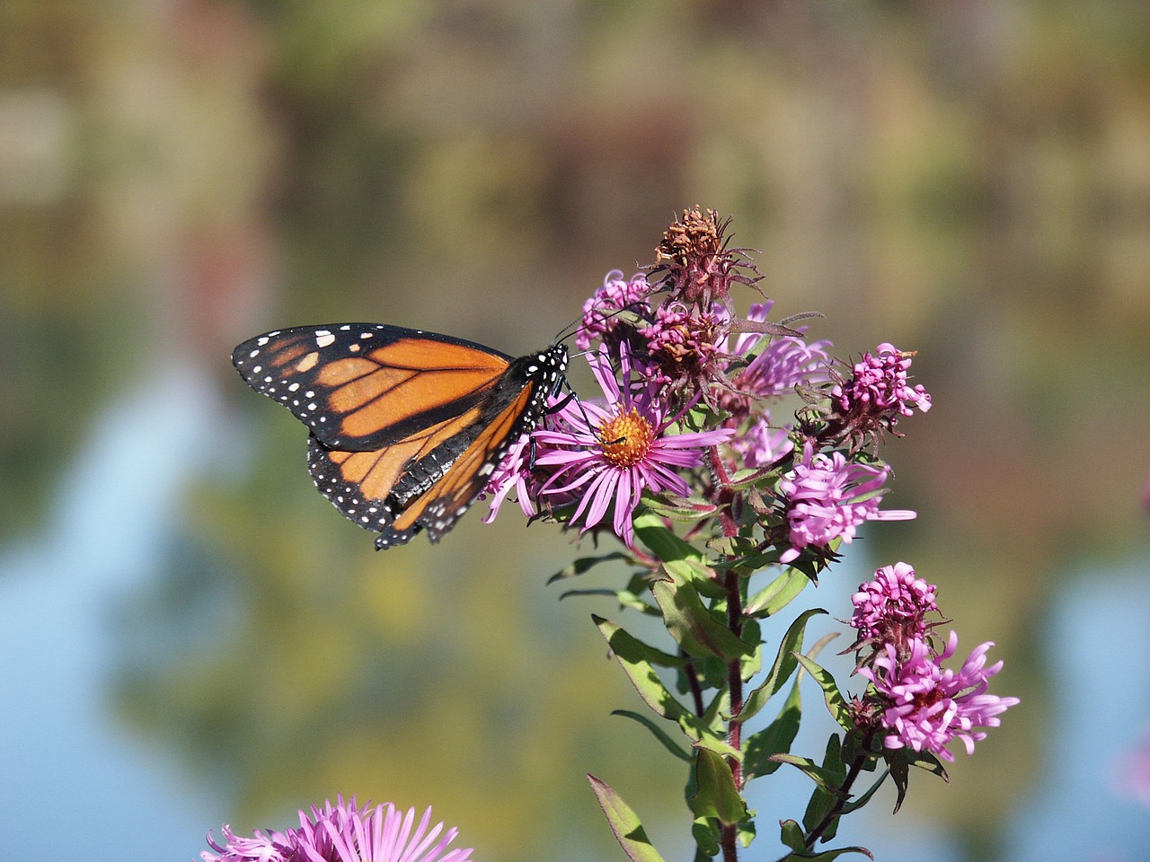 garden monarch butterfly free photo