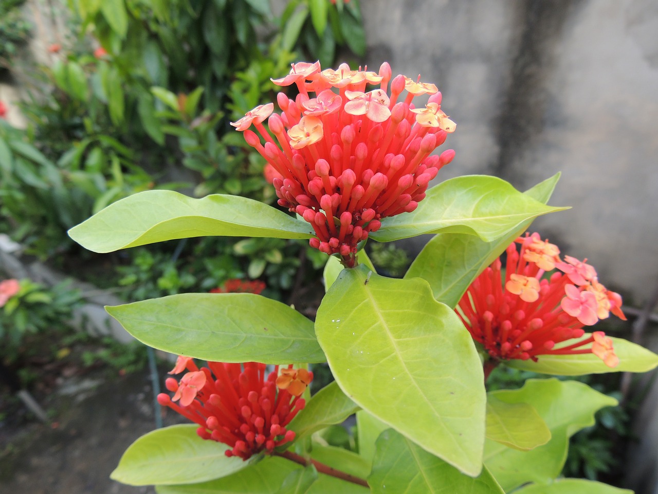 garden flowers green free photo