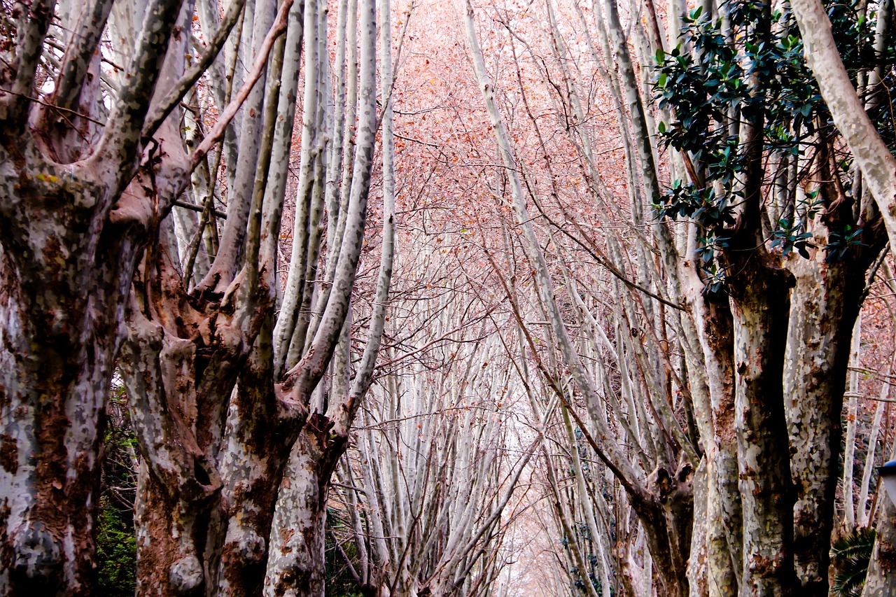 garden hamma algiers free photo