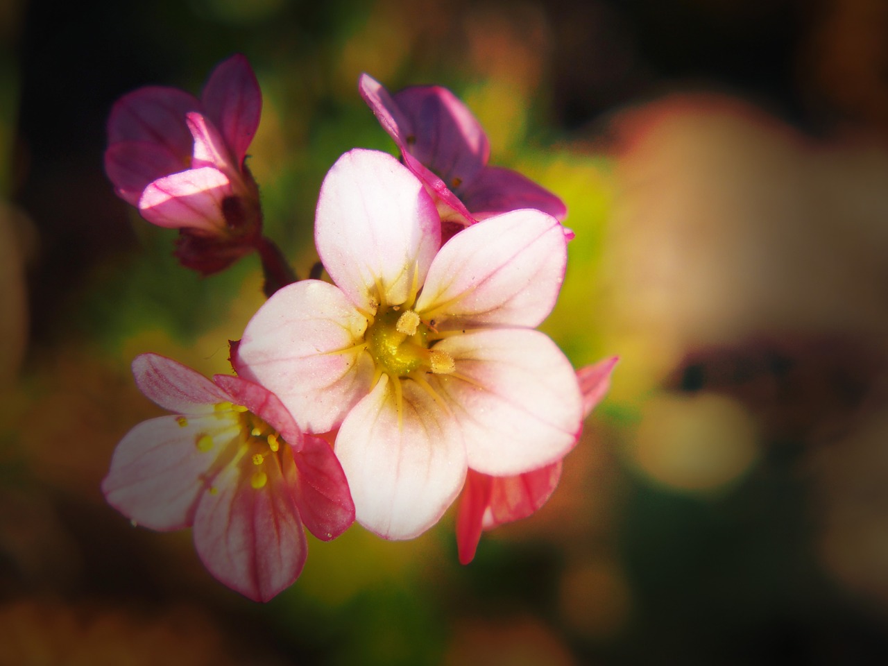 garden flowers summer free photo