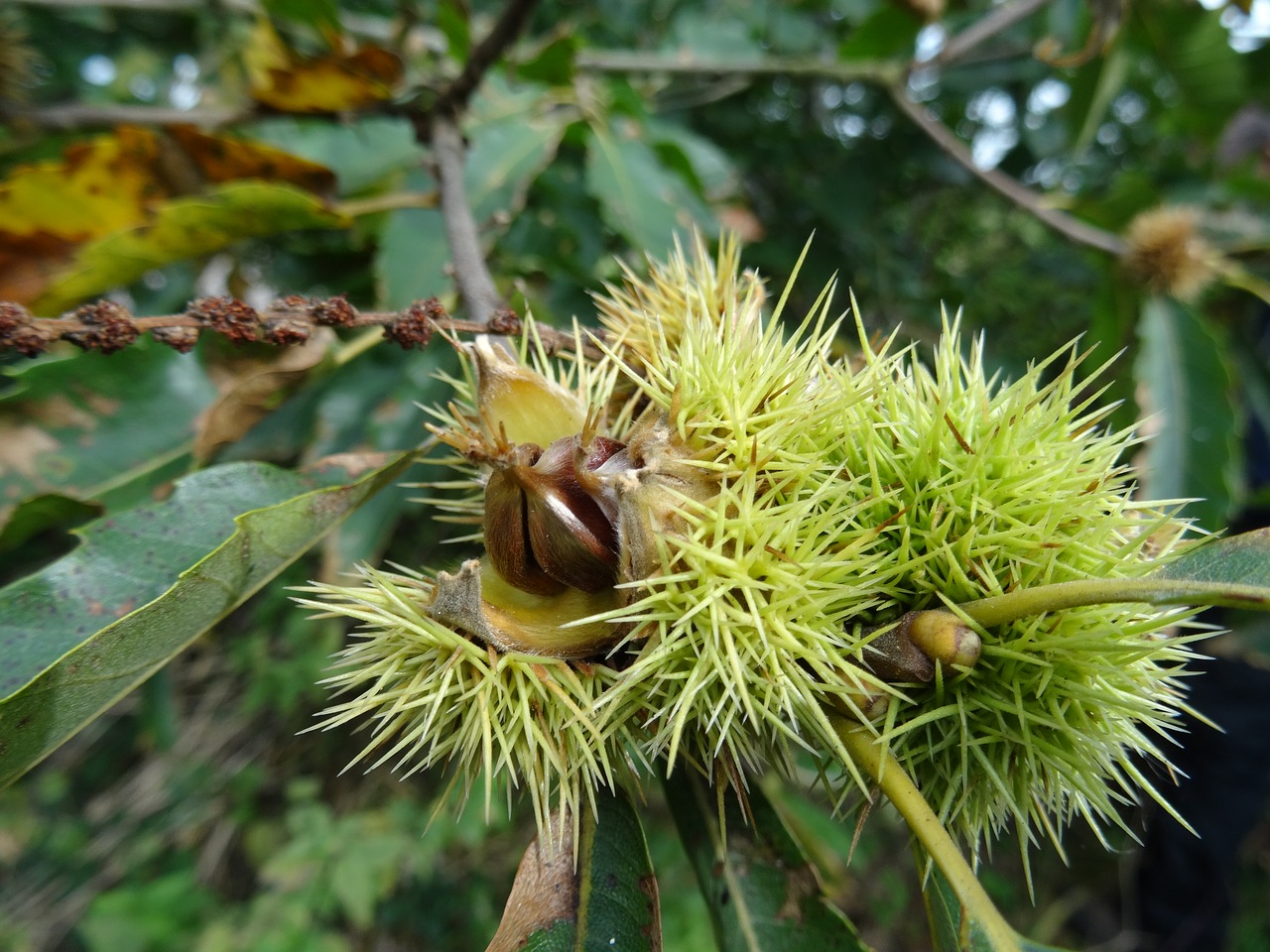 garden 20 year old chestnut tree garden jungle sports shell free photo