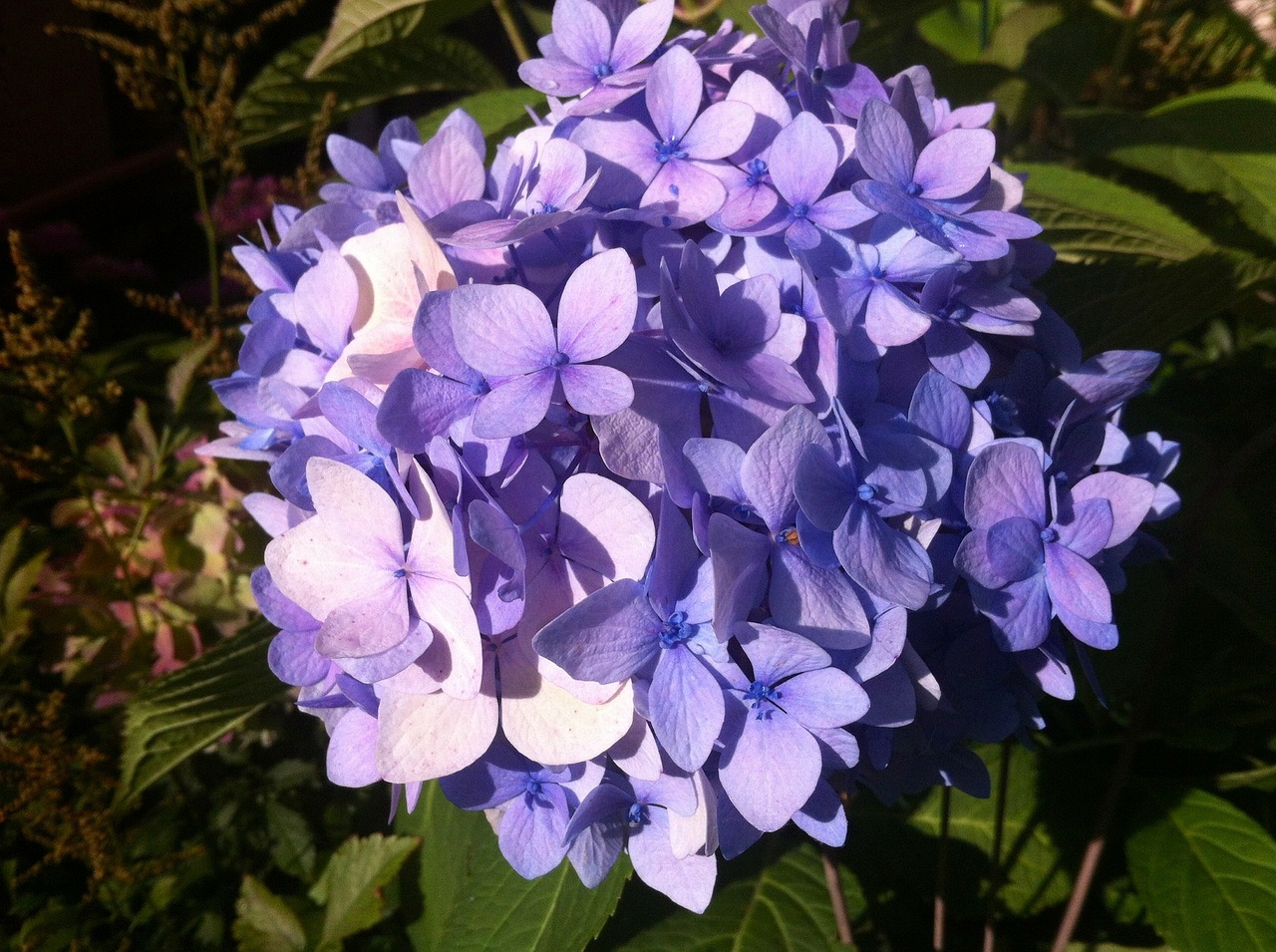 garden flowers hydrangea free photo