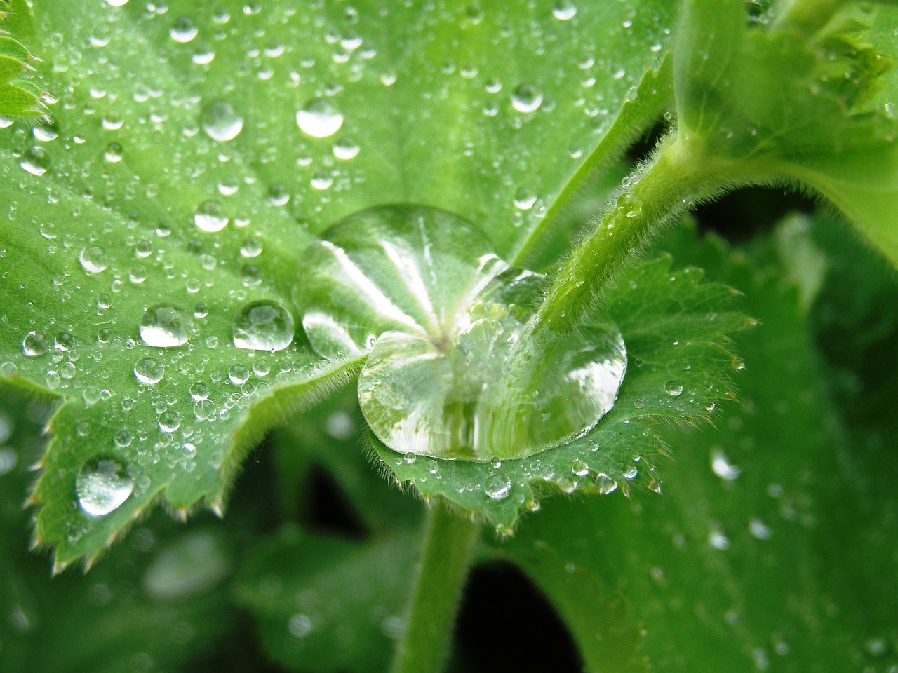 garden raindrop plant free photo