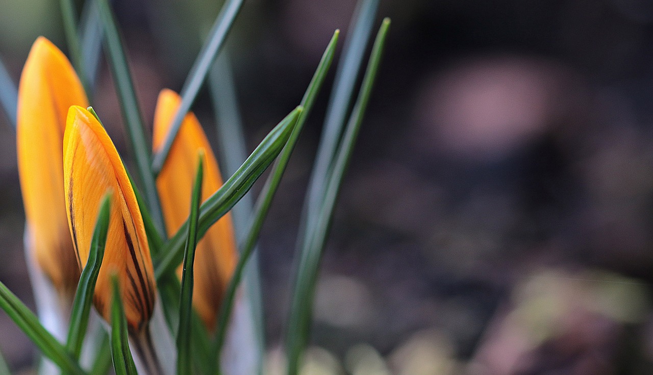 garden spring crocus free photo