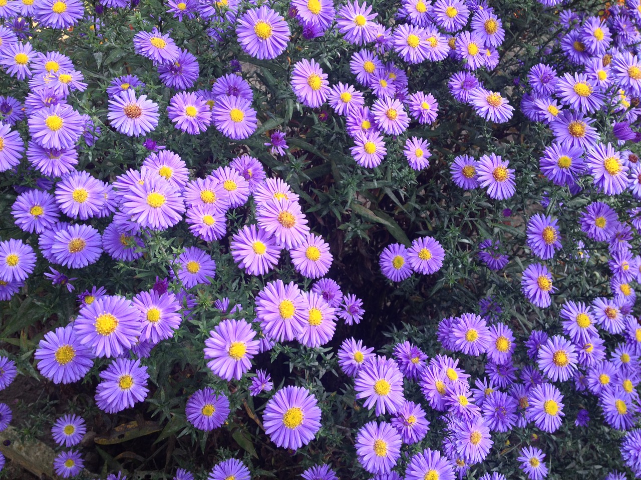 garden violet flowers flowers free photo