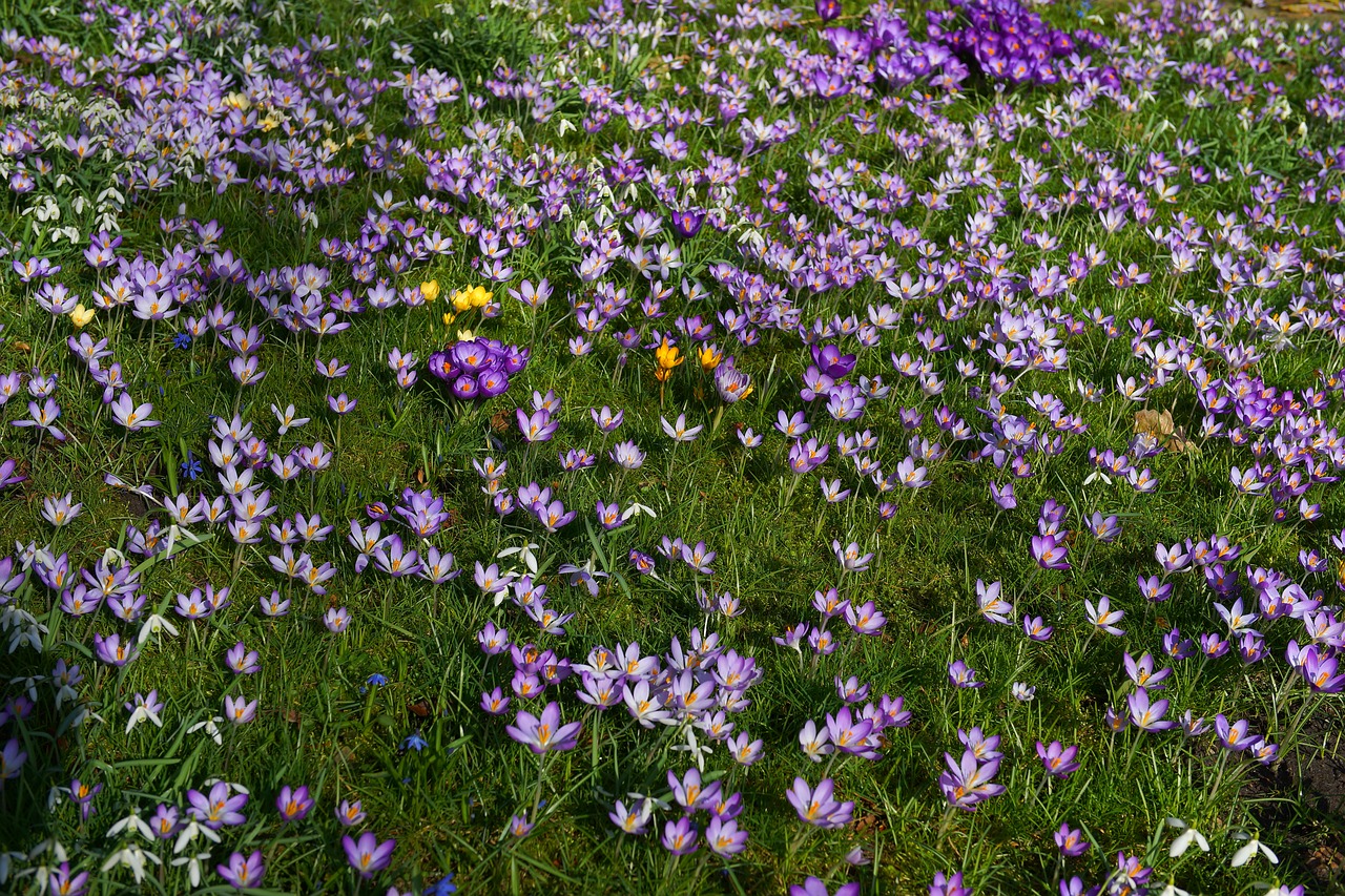 garden crocus spring free photo