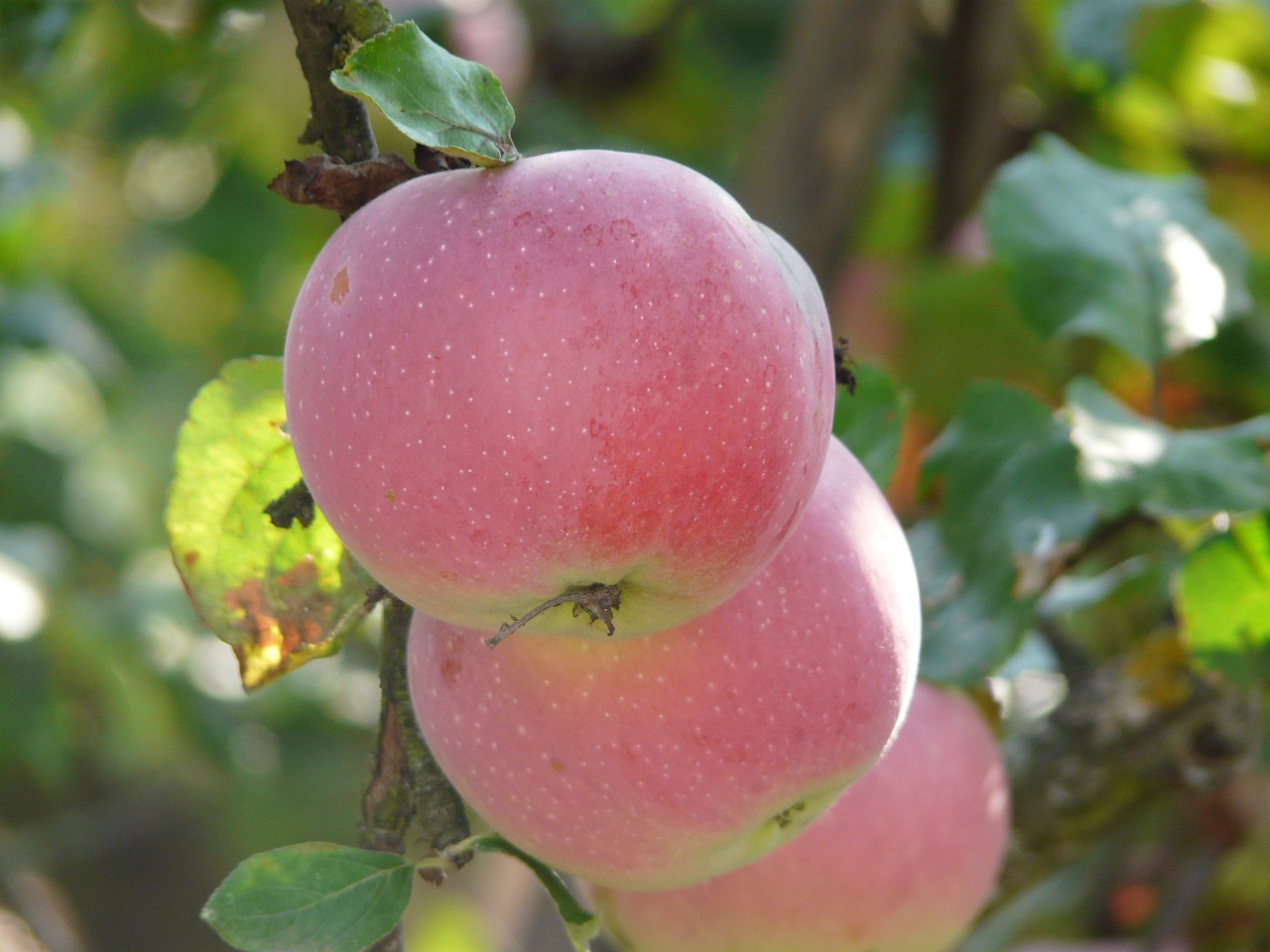 garden apples fruit free photo