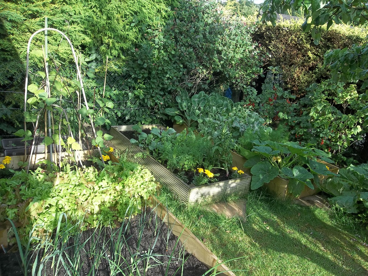 garden vegetables produce free photo