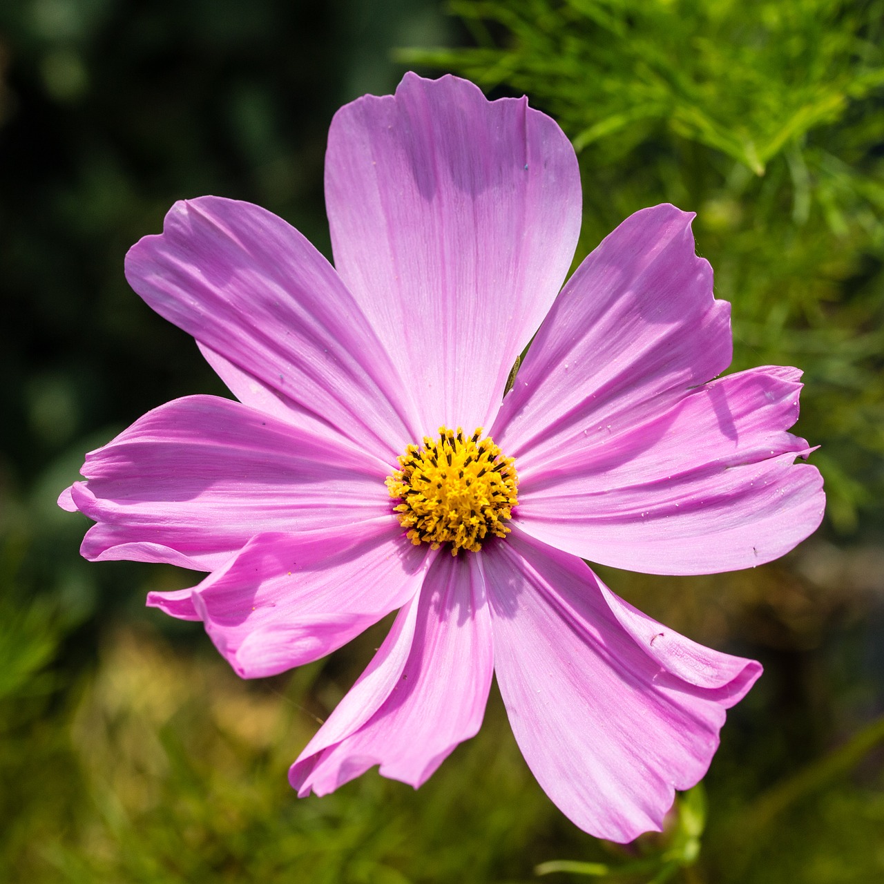 garden flower purple free photo