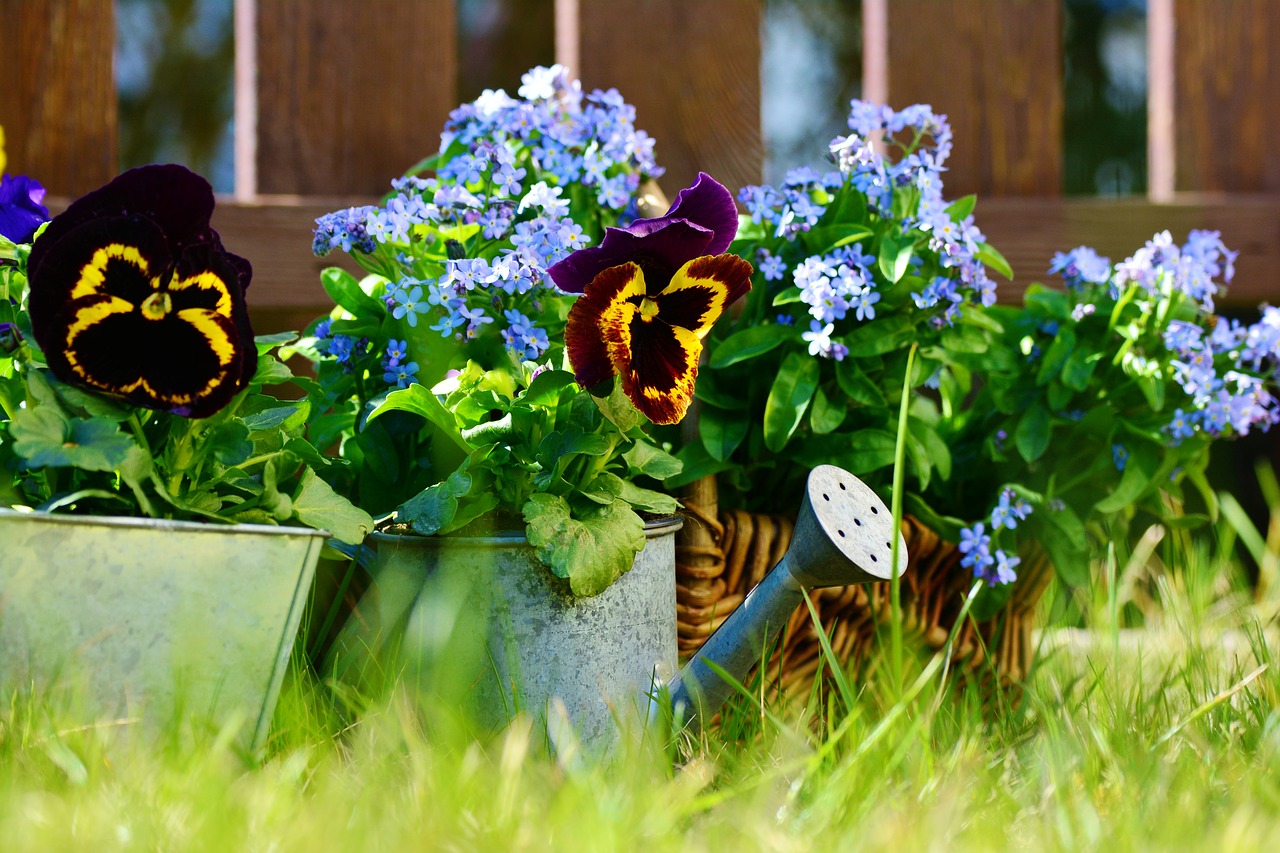 garden flowers pansy free photo