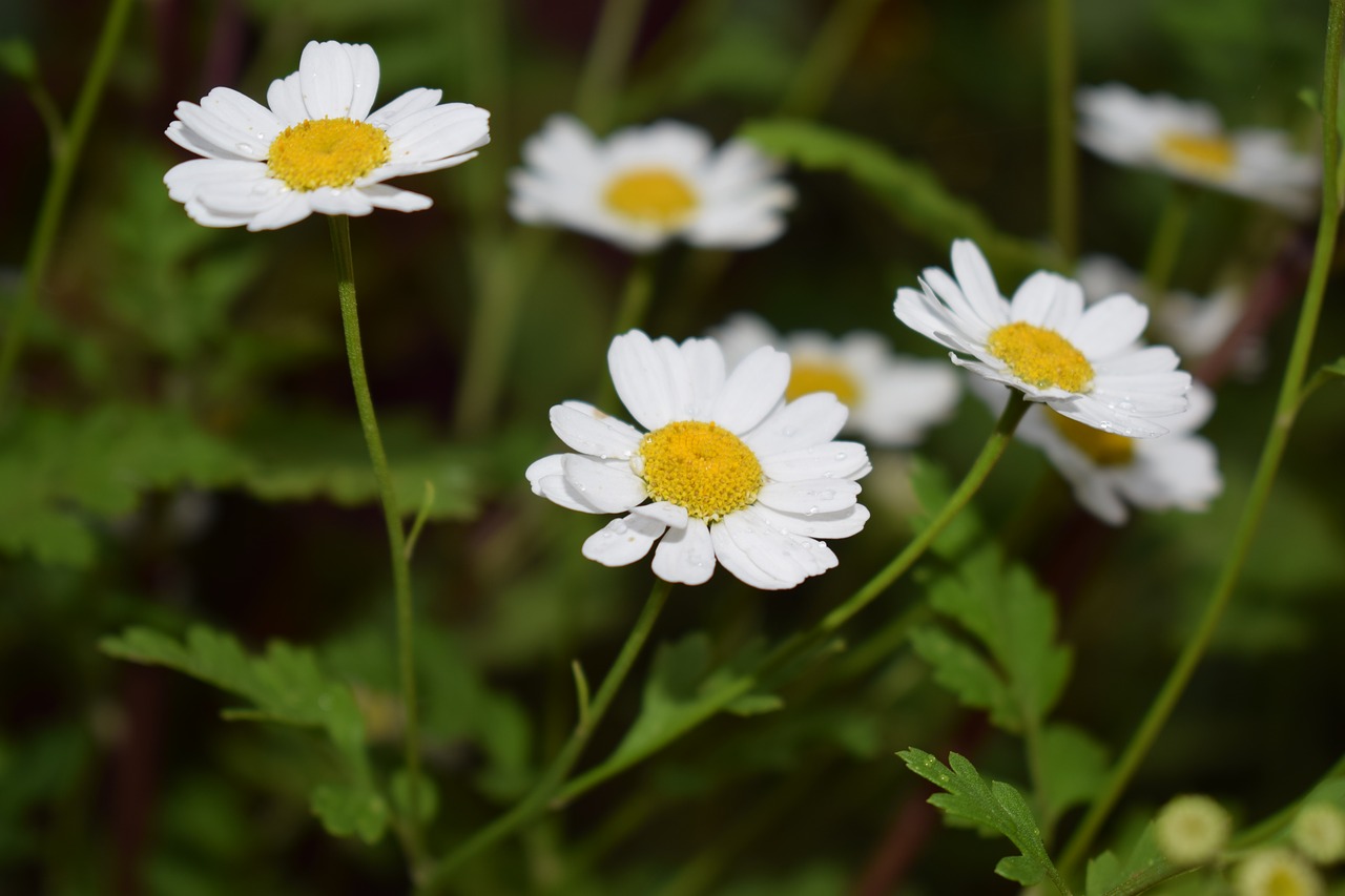 garden flower flowers free photo