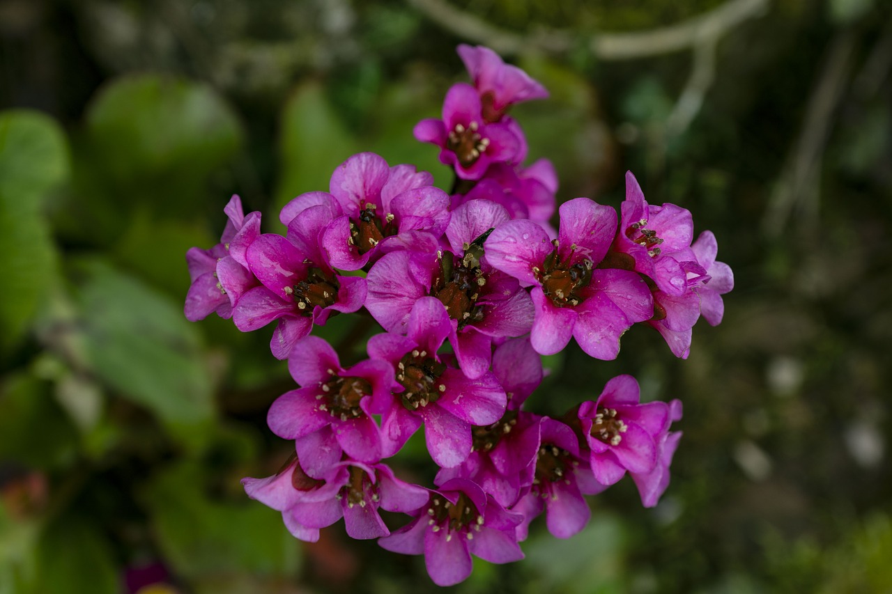 garden front yard flowers free photo