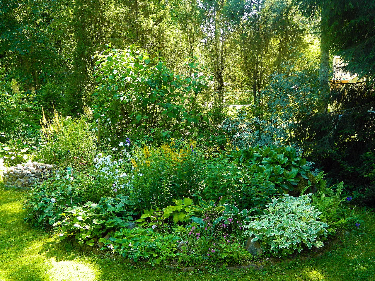 garden yard plants free photo