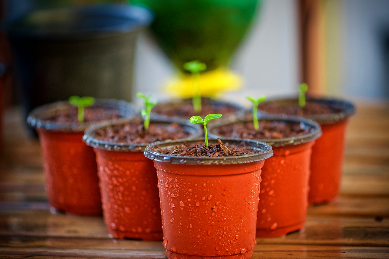 garden flowerpot nature free photo