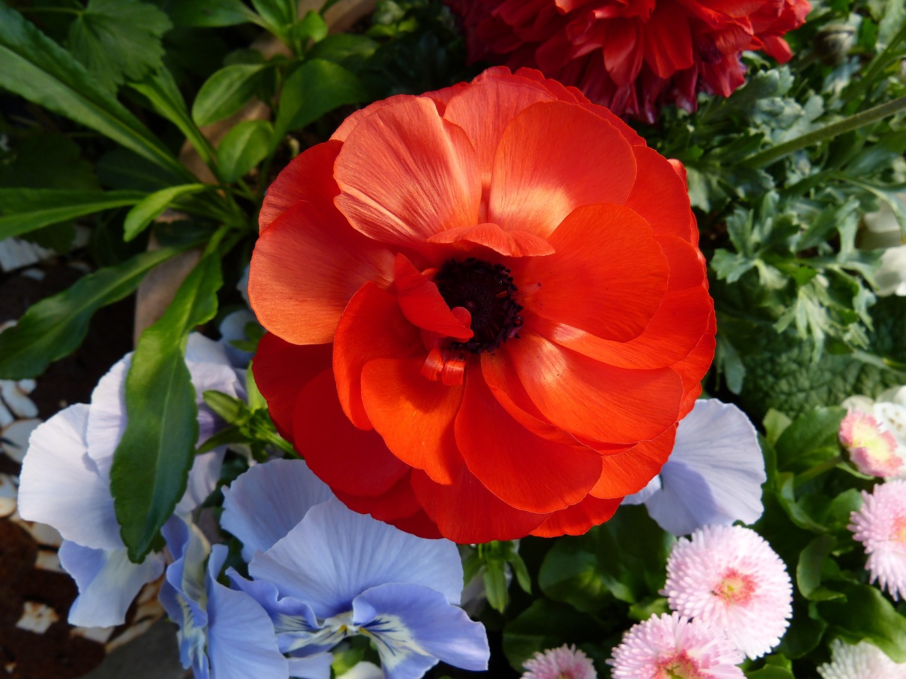 garden flowers anemone free photo