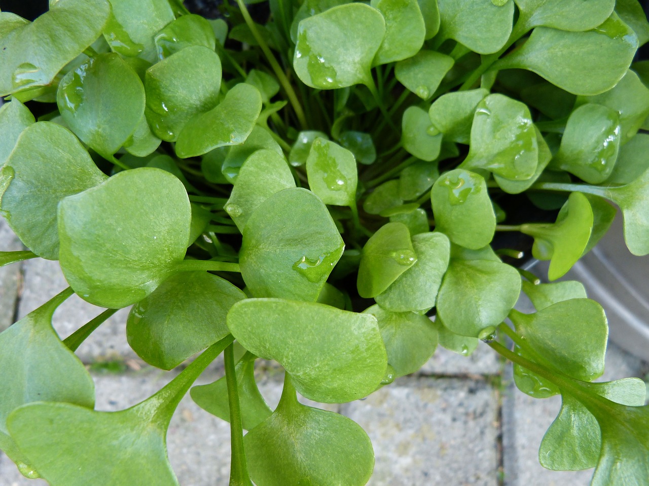 garden herbs herb free photo