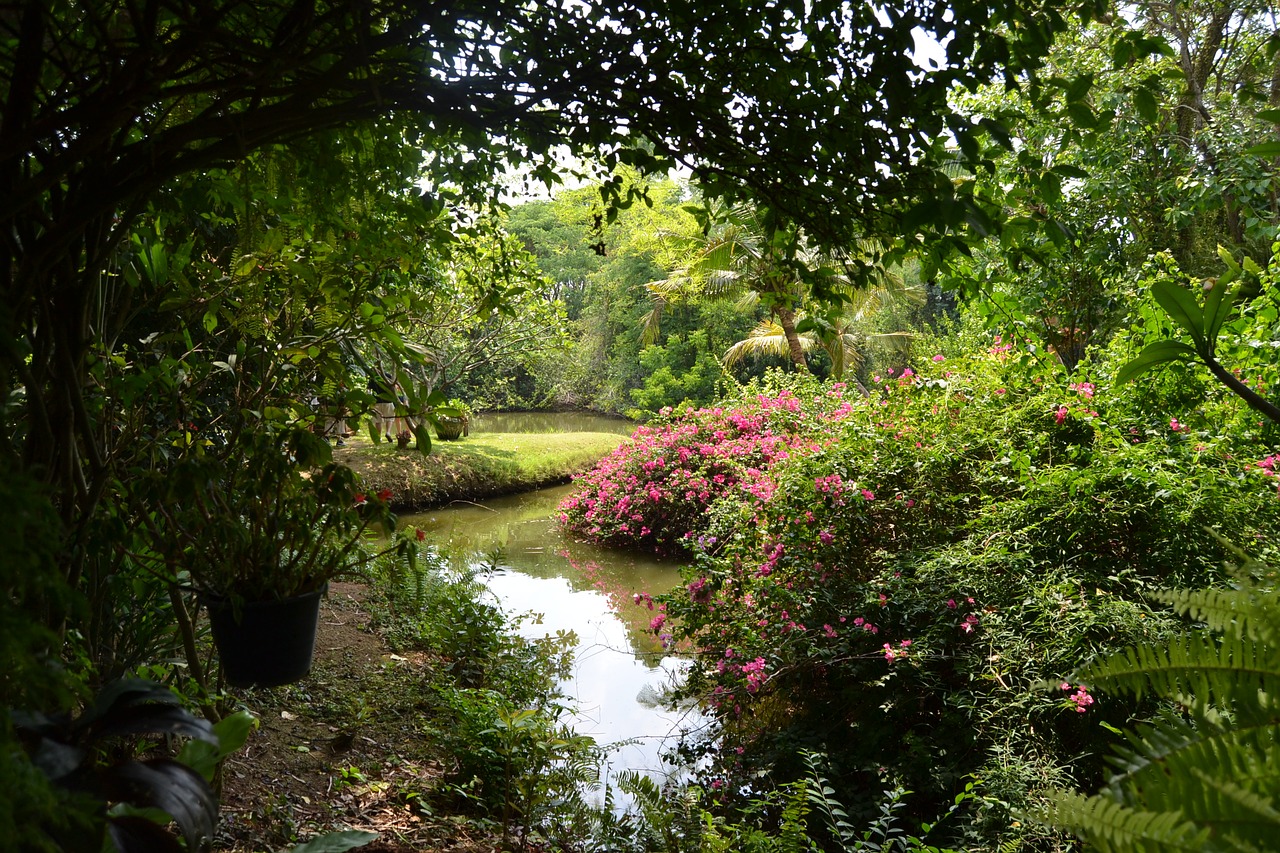 garden exotic flowers free photo