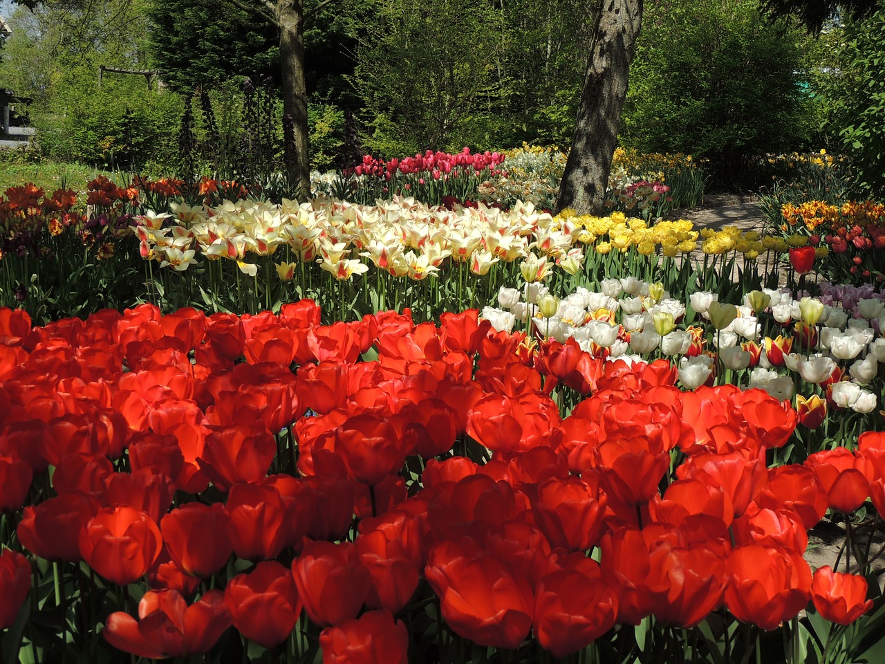 garden tulips anna paulowna free photo