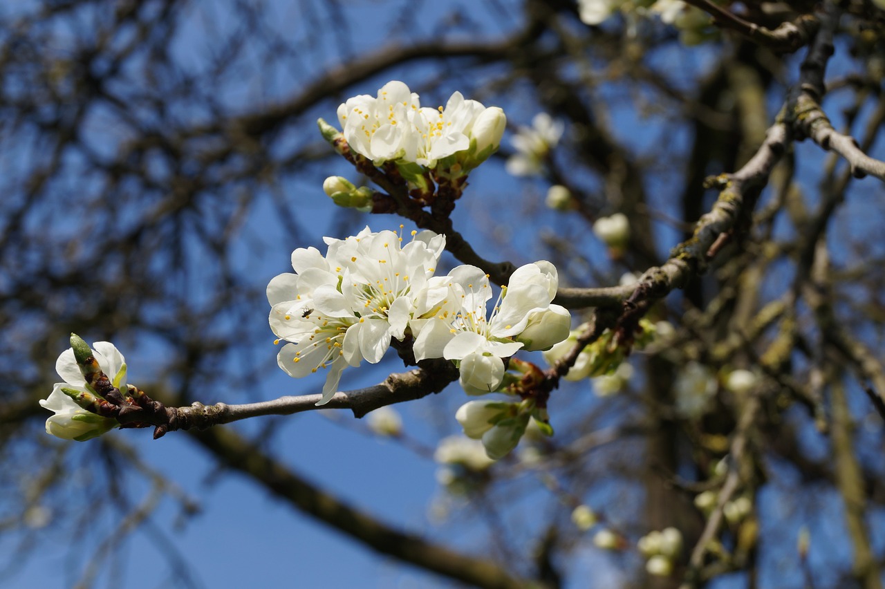 garden nature tree free photo