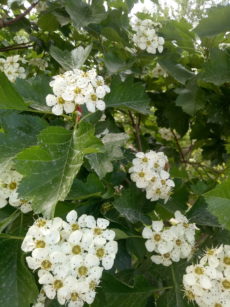 garden flowers spring free photo